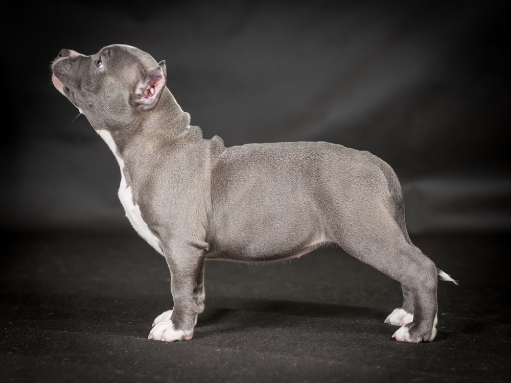 You are currently viewing Micro Bully Structure & Build: What Correct Structure Really Means