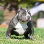 Micro Bully Lifespan: How Long Do They Live?