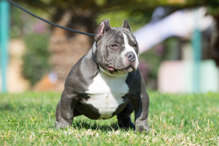 Brown and blue Micro American Bully dog front-facing full body portrait