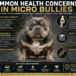 Common Health Concerns in Micro Bullies