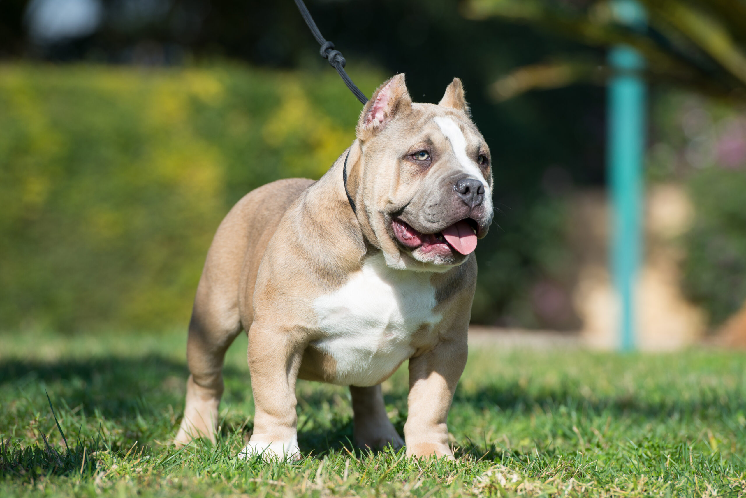 Read more about the article Micro Bully Health & Wellness: What Owners Should Know