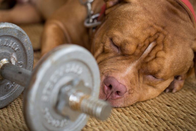 Micro American Bully dog sleeping beside a barbell weight