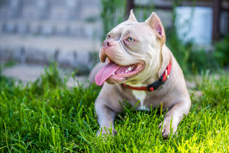 Read more about the article Micro Bully Ownership: What Every Owner Should Know