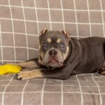 Can Micro Bullies Live in Apartments?