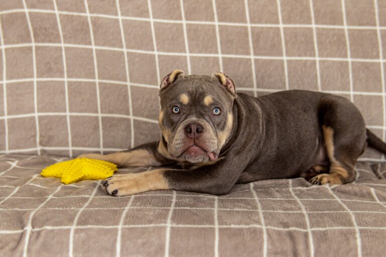 Micro American Bully puppy relaxing on a sofa with a yellow toy, demonstrating how Micro Bullies can thrive in apartment living with proper exercise, training, and daily routines.
