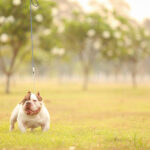 Is a Micro Bully Right for Your Lifestyle?