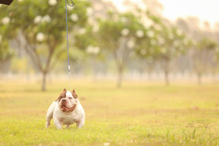 White and chocolate Micro Exotic American Bully standing on green grass, representing the ideal companion for families considering whether a Micro Bully fits their lifestyle.