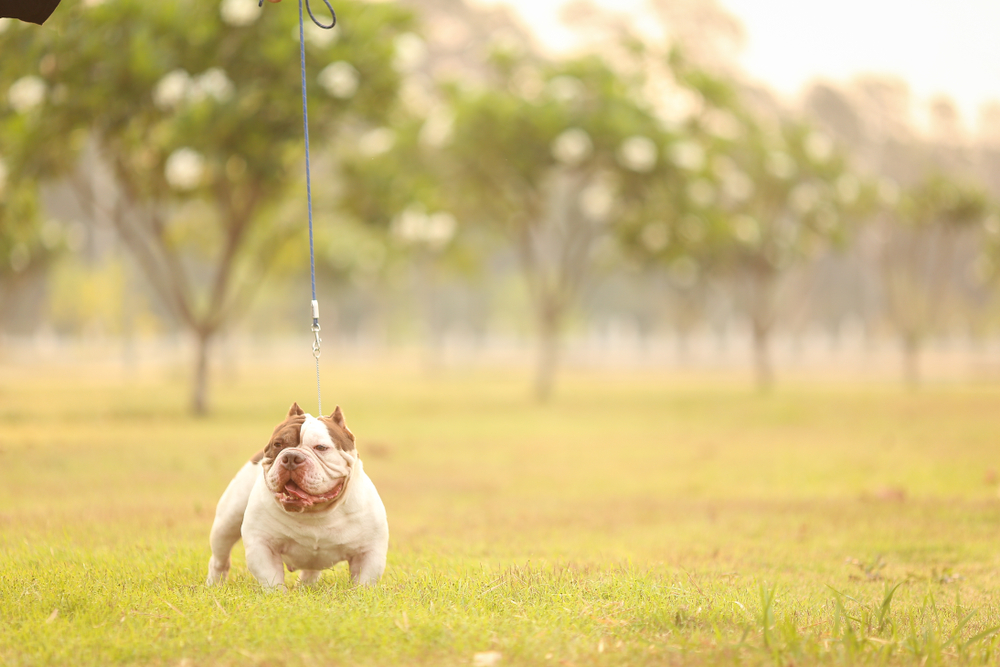 You are currently viewing Is a Micro Bully Right for Your Lifestyle?