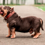 Do Micro Bullies Bark a Lot? Understanding Micro Bully Barking and Behavior