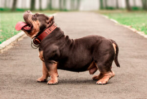 Read more about the article Do Micro Bullies Bark a Lot? Understanding Micro Bully Barking and Behavior